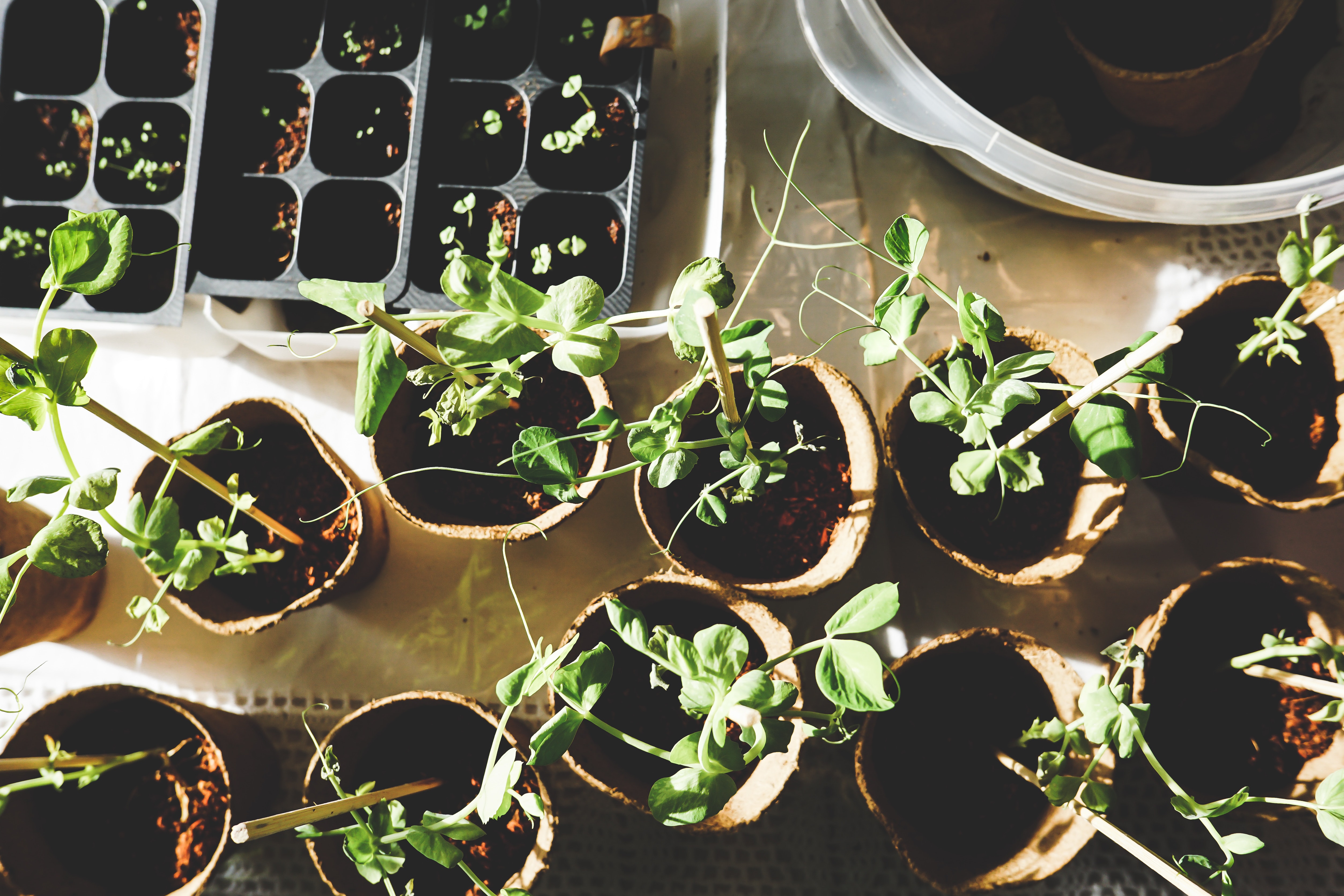 Gardening